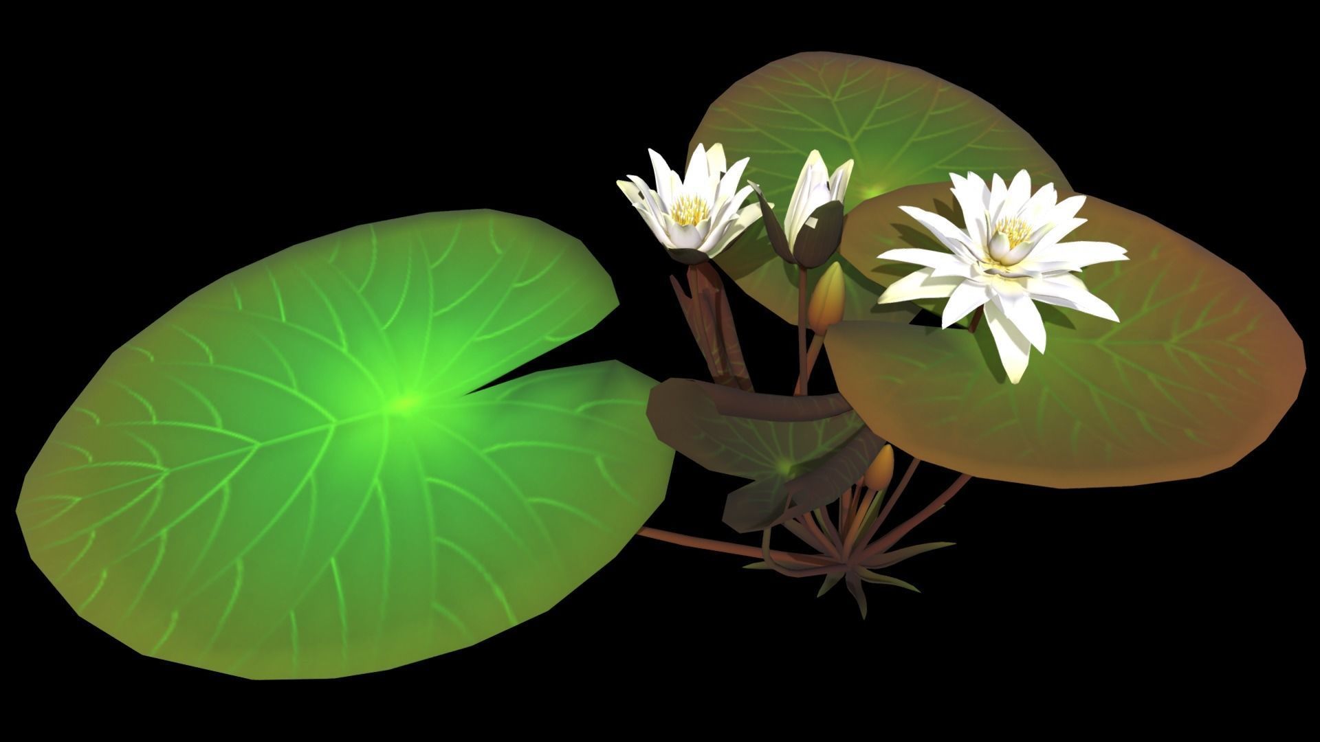 FLower Nymphaea Low-poly 3D model_10