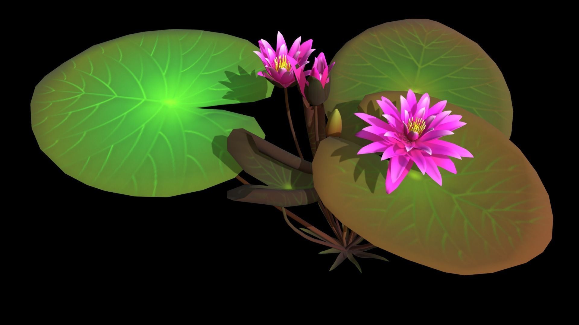 FLower Nymphaea Low-poly 3D model_9