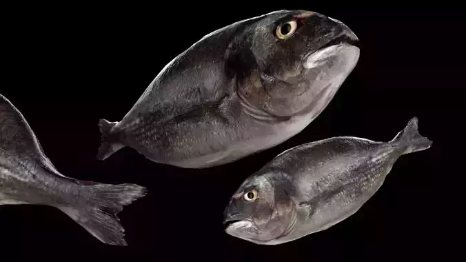 Dorada Low Poly Fish