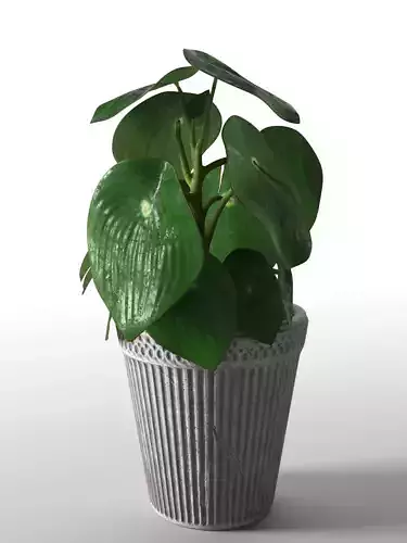 Peperomia plant in pot
