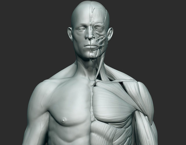 Anatomy sculpt 3D model