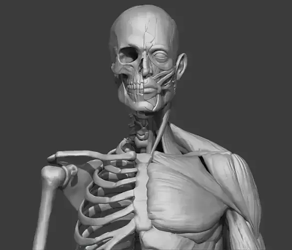 Skeleton and muscules 3D model