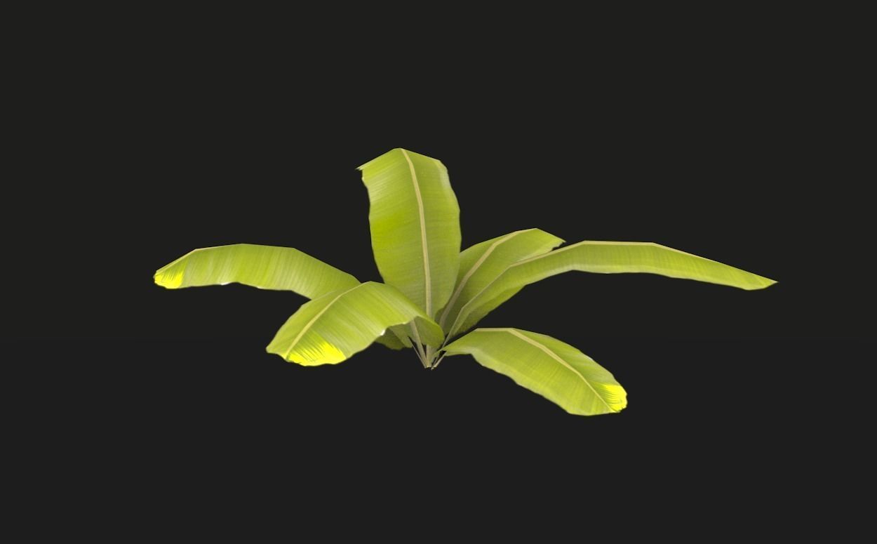 Tropical vegetation pack Low-poly 3D model_3