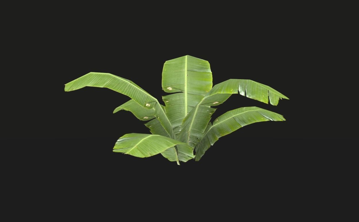Tropical vegetation pack Low-poly 3D model_4