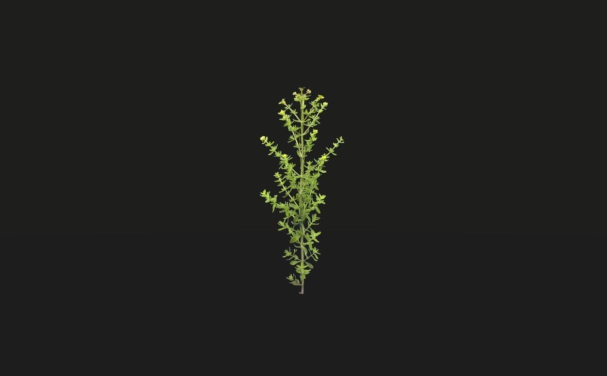 Tropical vegetation pack Low-poly 3D model_13