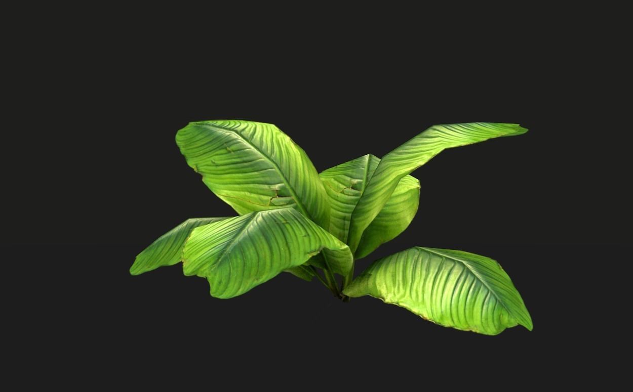 Tropical vegetation pack Low-poly 3D model_8