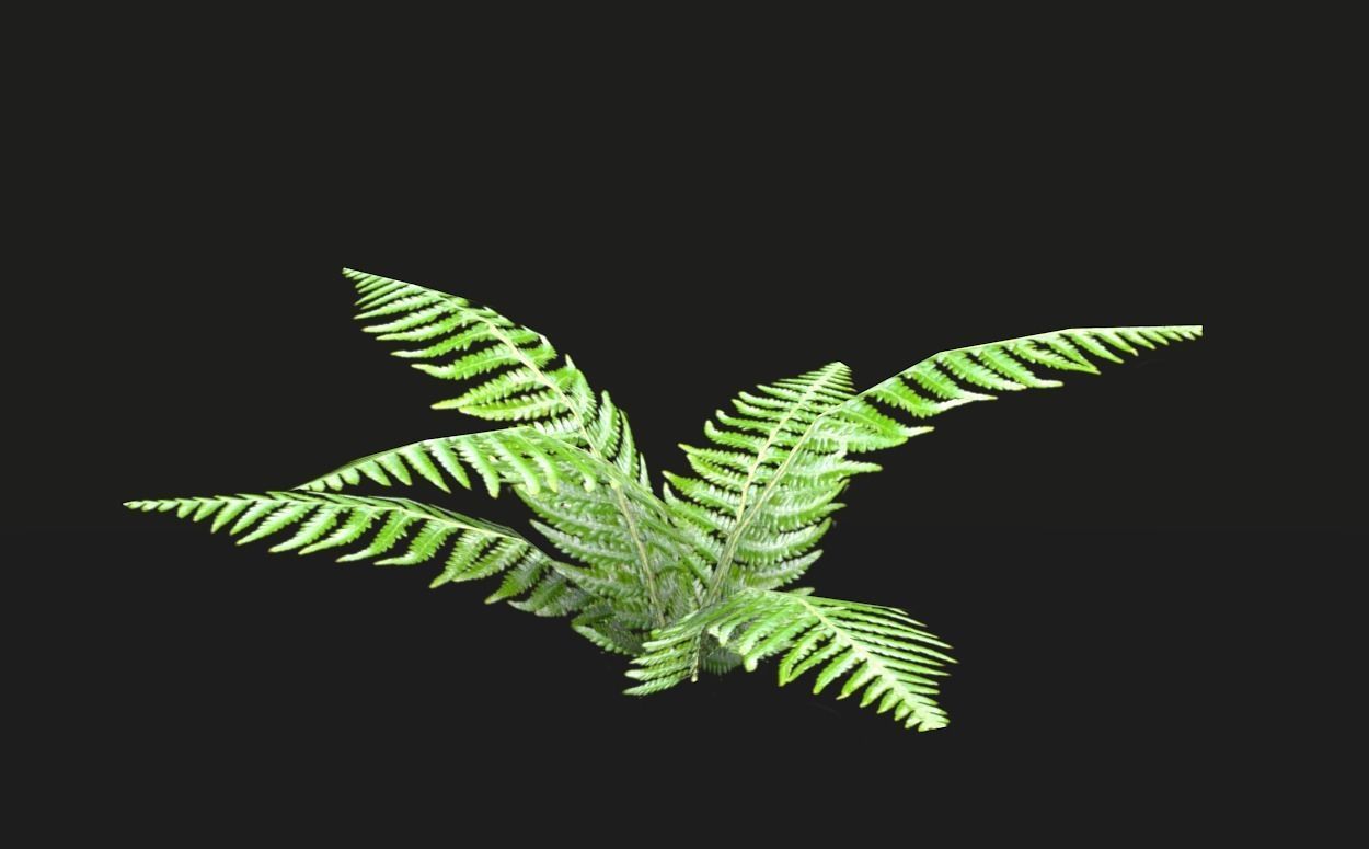 Tropical vegetation pack Low-poly 3D model_10