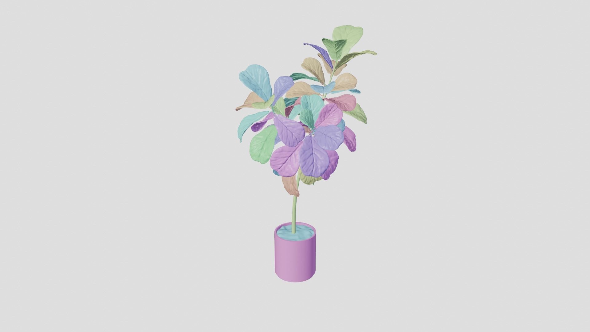 Ficus Lyrata- Fiddle Leaf Fig Plant 3D model_7