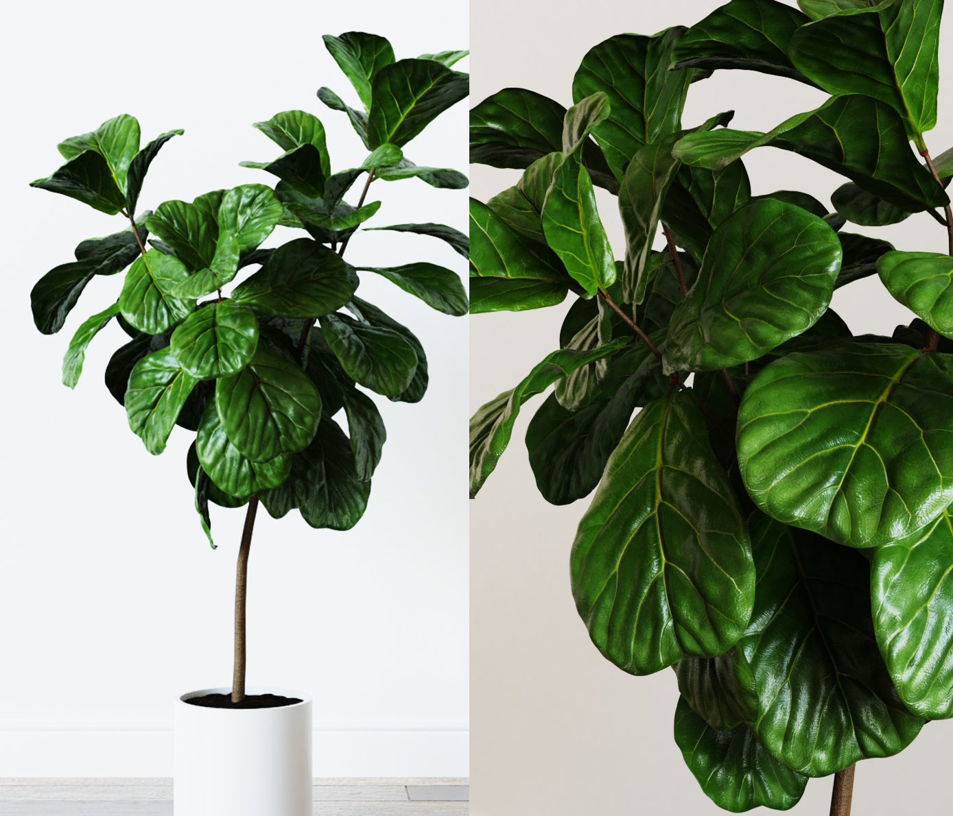 Ficus Lyrata- Fiddle Leaf Fig Plant 3D model_0
