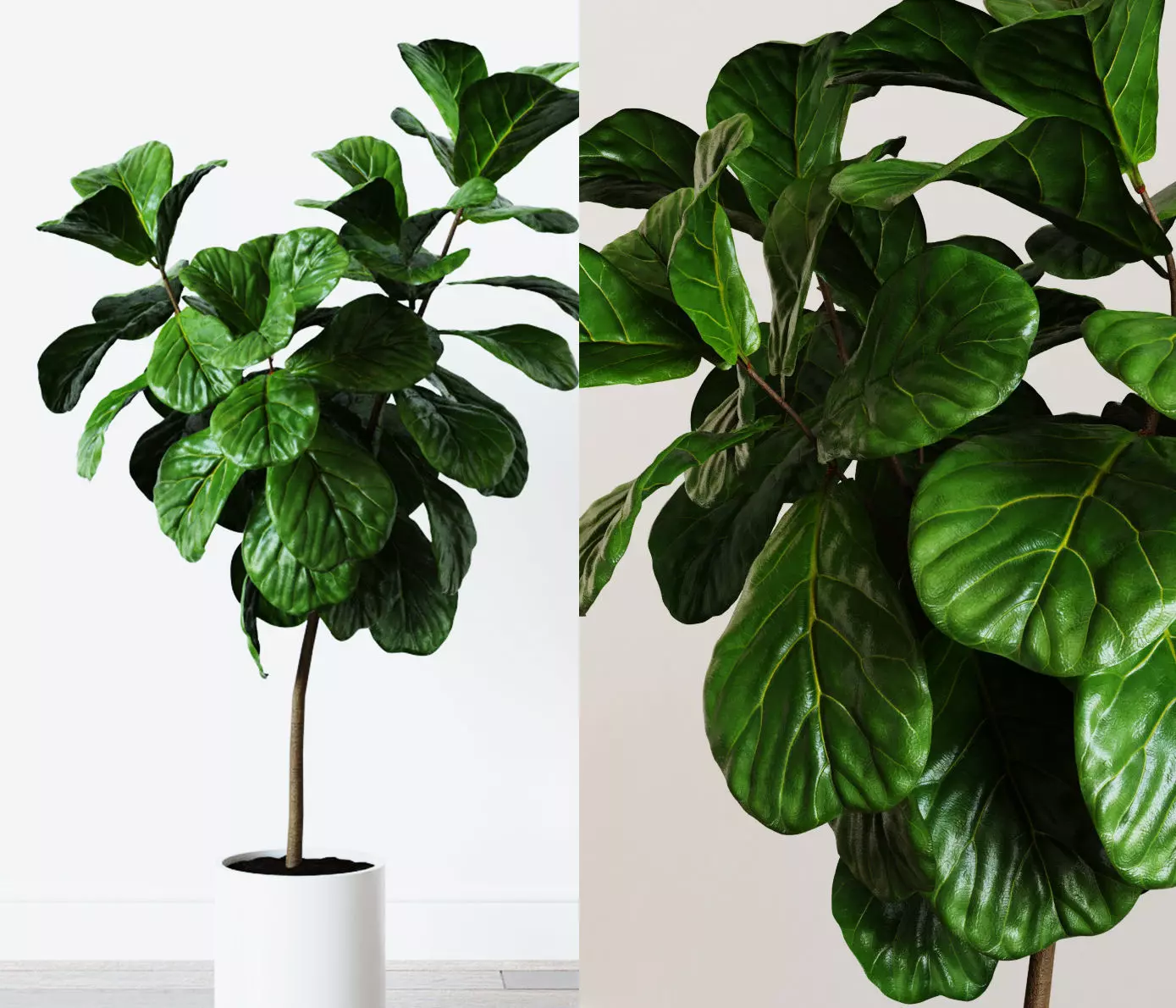 Ficus Lyrata- Fiddle Leaf Fig Plant 3D model_0