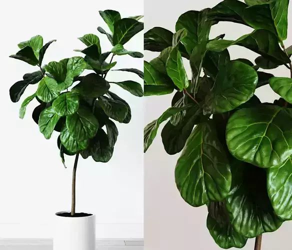 Ficus Lyrata- Fiddle Leaf Fig Plant 3D model