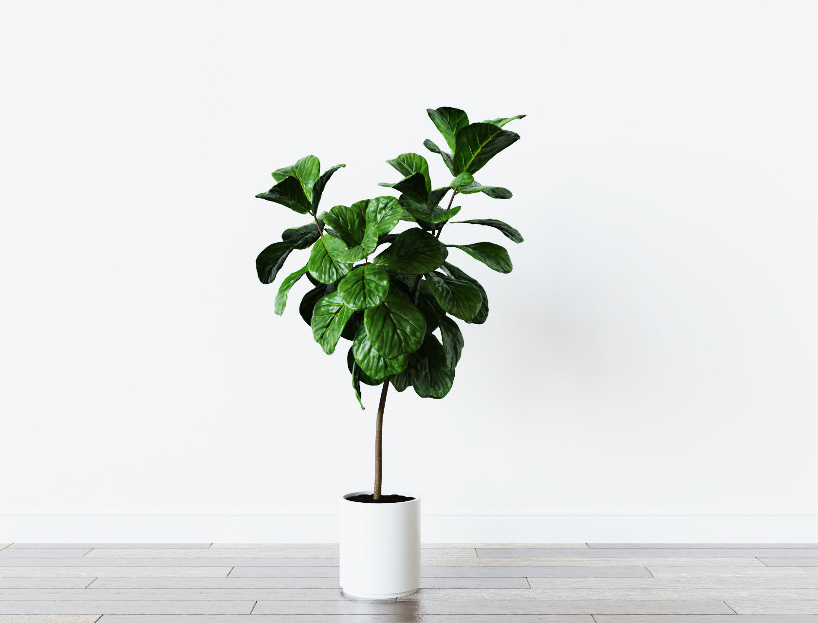 Ficus Lyrata- Fiddle Leaf Fig Plant 3D model_2