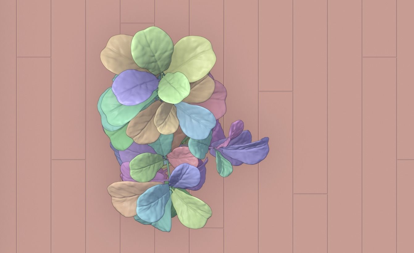 Ficus Lyrata- Fiddle Leaf Fig Plant 3D model_18