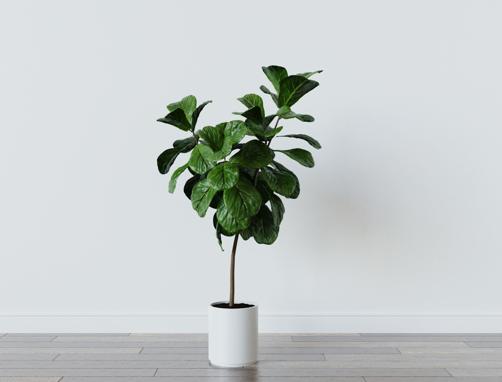 Ficus Lyrata- Fiddle Leaf Fig Plant 3D model_6