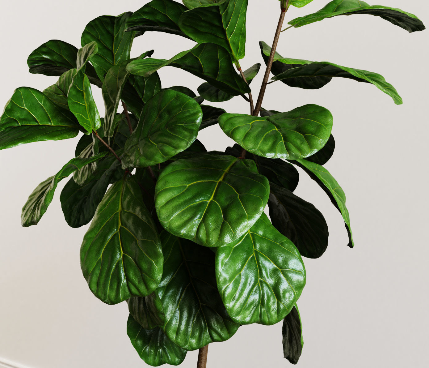 Ficus Lyrata- Fiddle Leaf Fig Plant 3D model_3