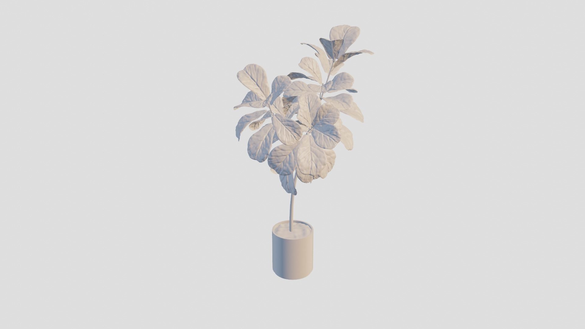 Ficus Lyrata- Fiddle Leaf Fig Plant 3D model_8