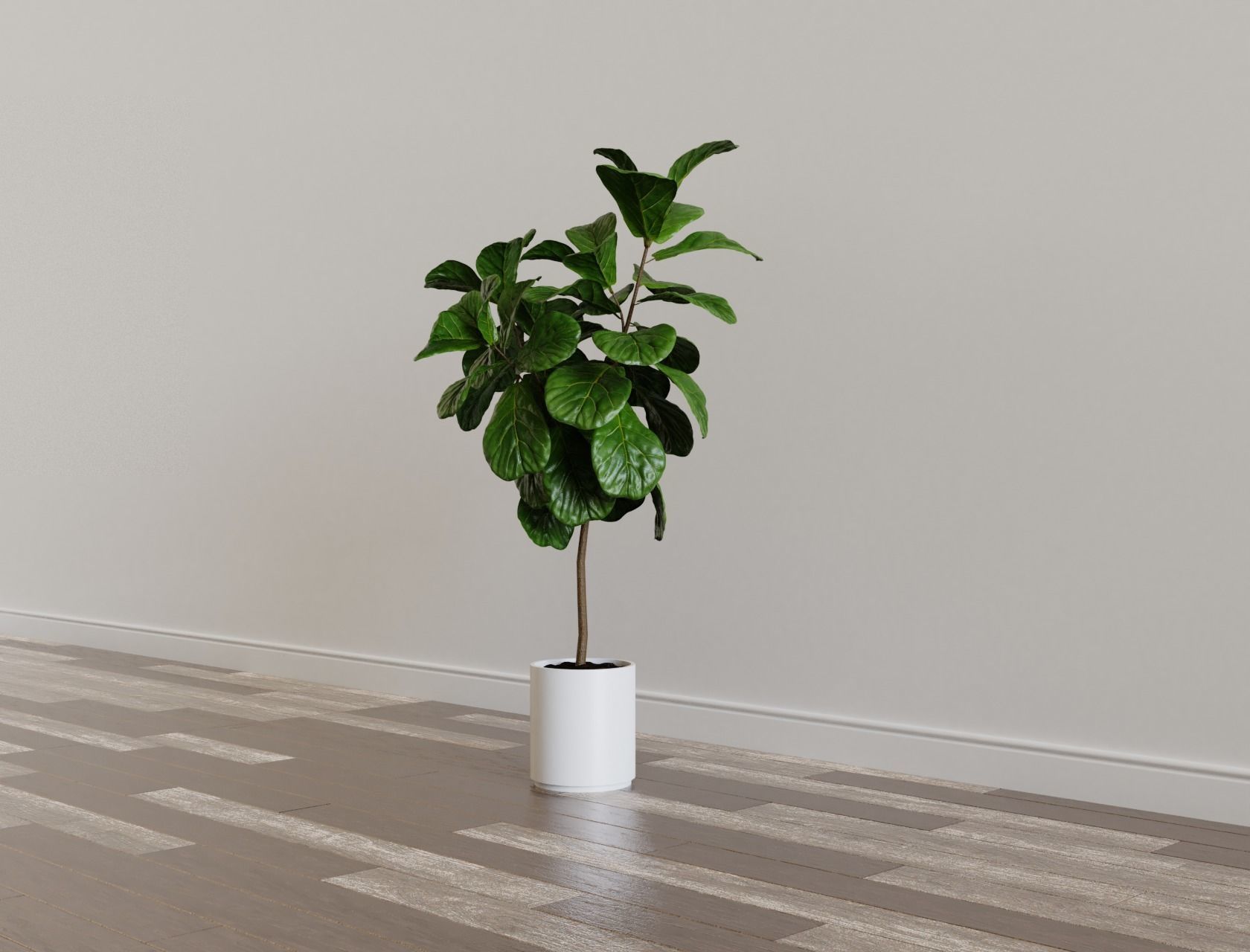 Ficus Lyrata- Fiddle Leaf Fig Plant 3D model_5