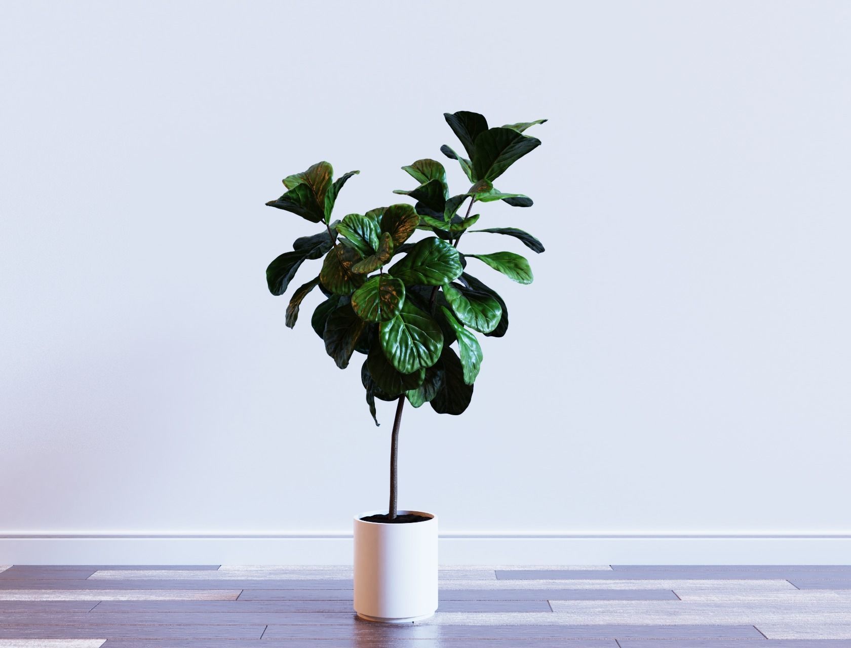 Ficus Lyrata- Fiddle Leaf Fig Plant 3D model_4