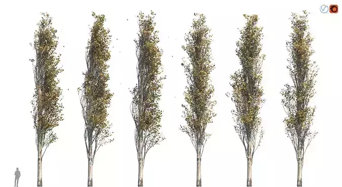 Poplar Pyramidal 17m Autumn 3D model