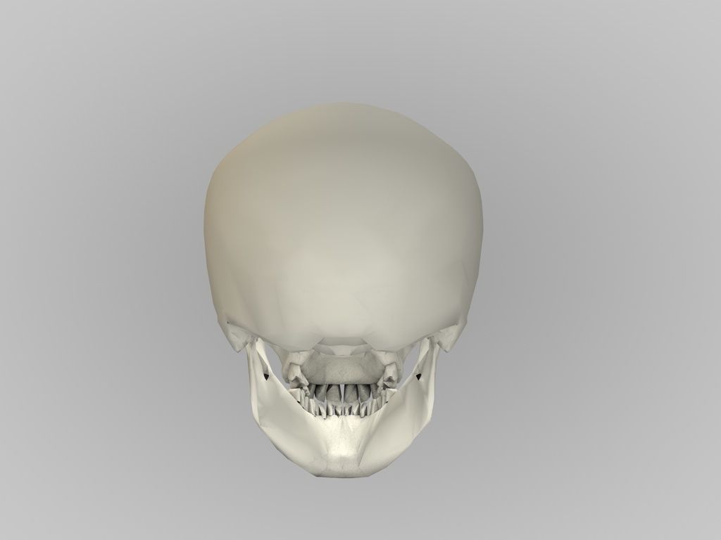 low poly Skull Free 3D model_3