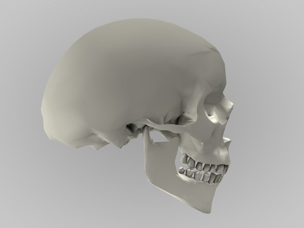 low poly Skull Free 3D model_2