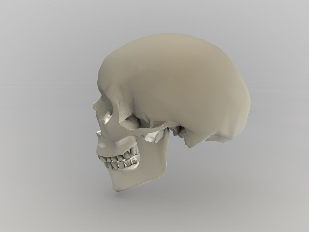 low poly Skull Free 3D model_1