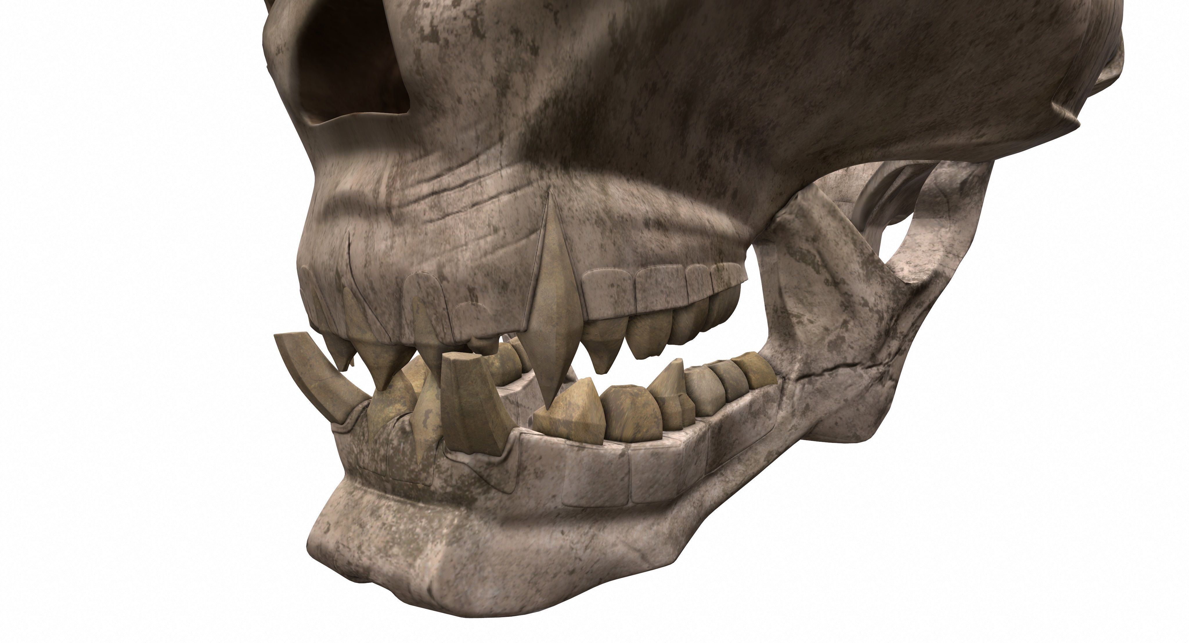 Skull human 3D model_6