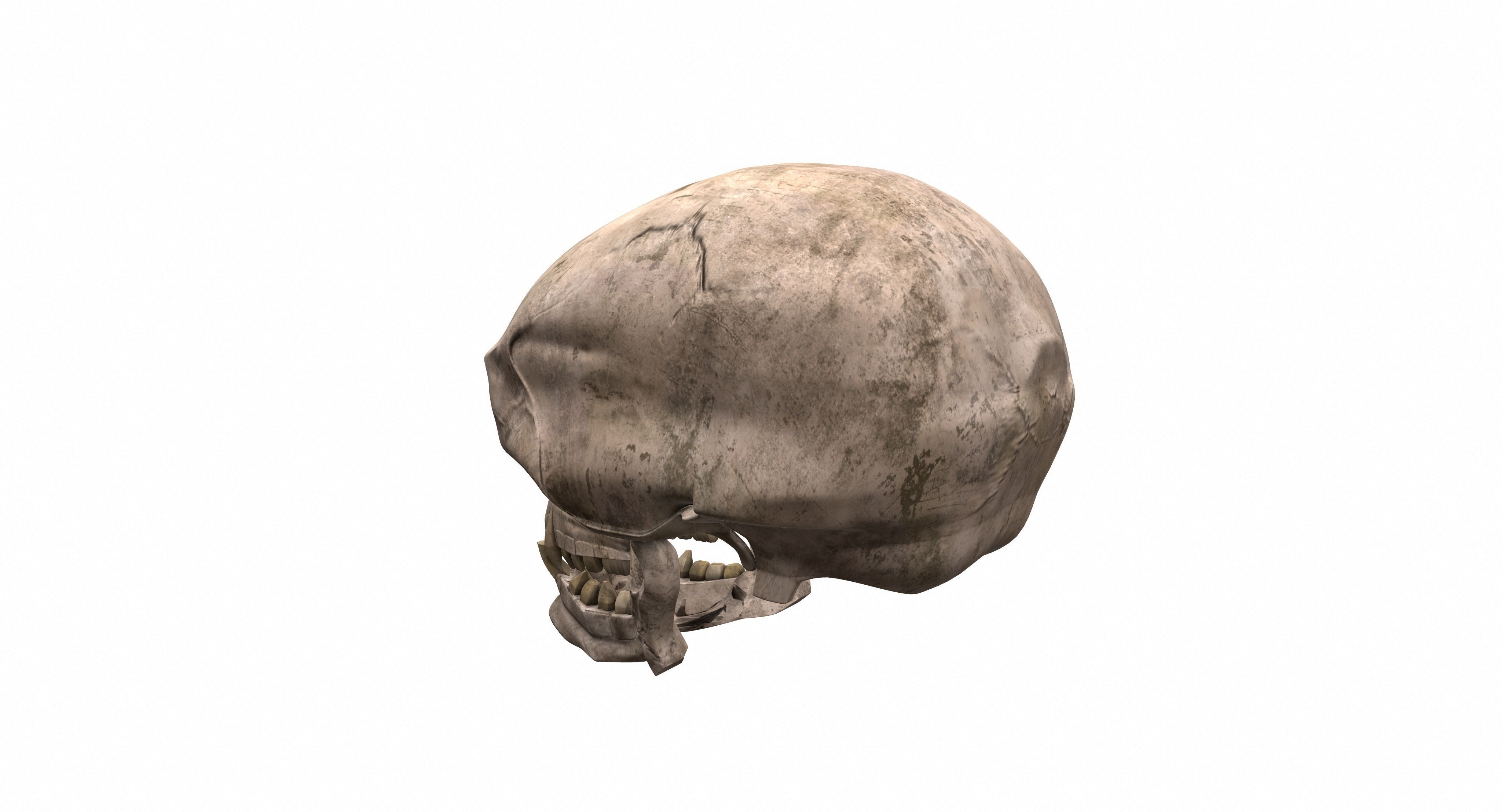 Skull human 3D model_7