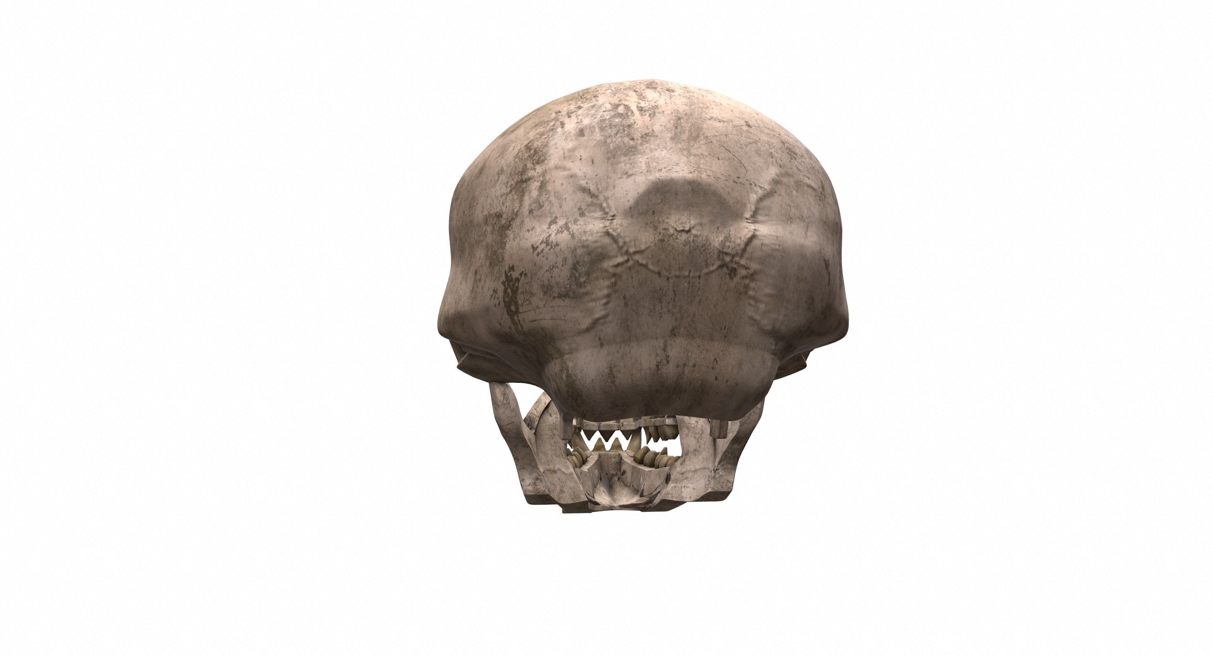 Skull human 3D model_5