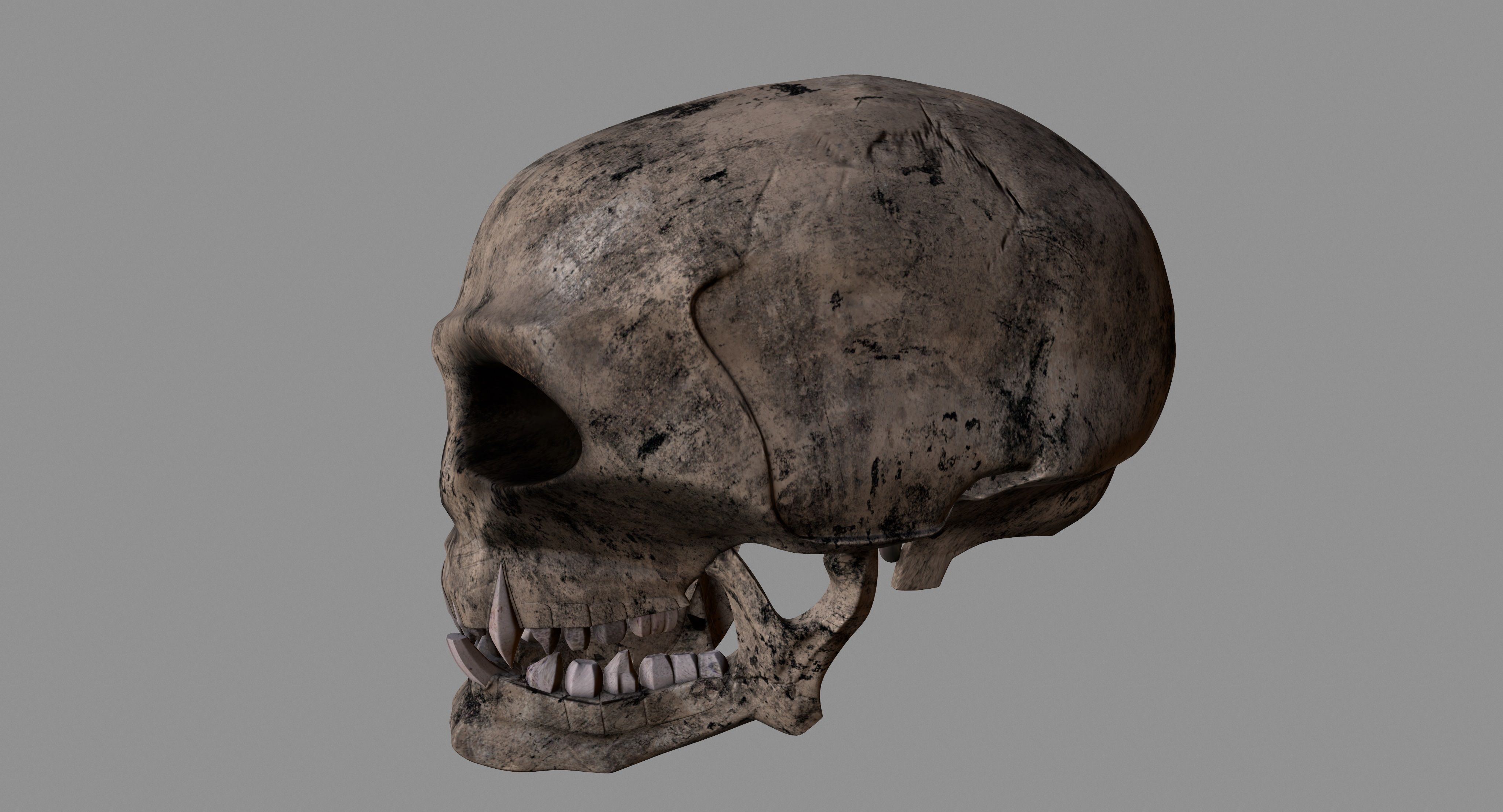 Skull human 3D model_10