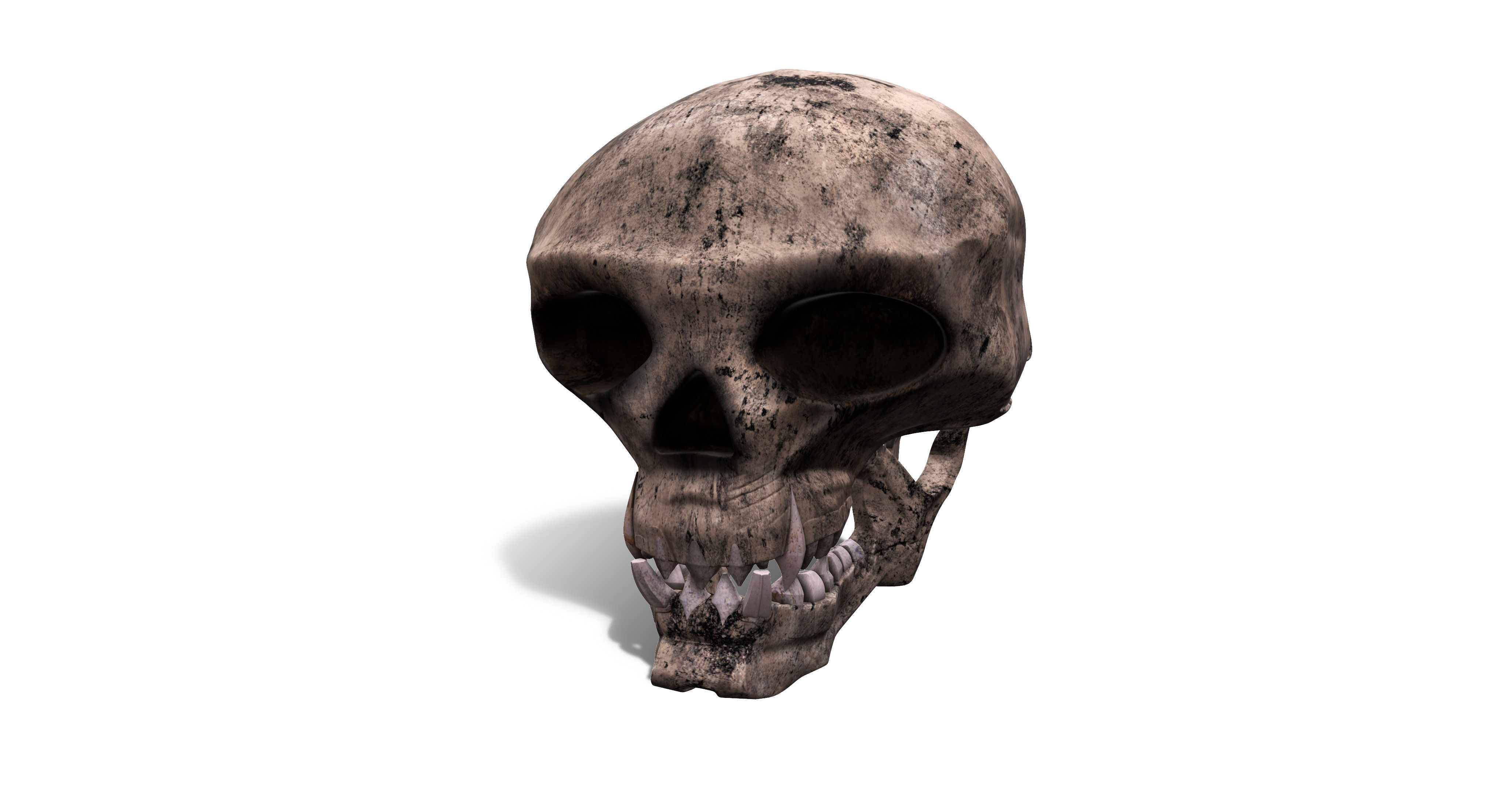 Skull human 3D model_1