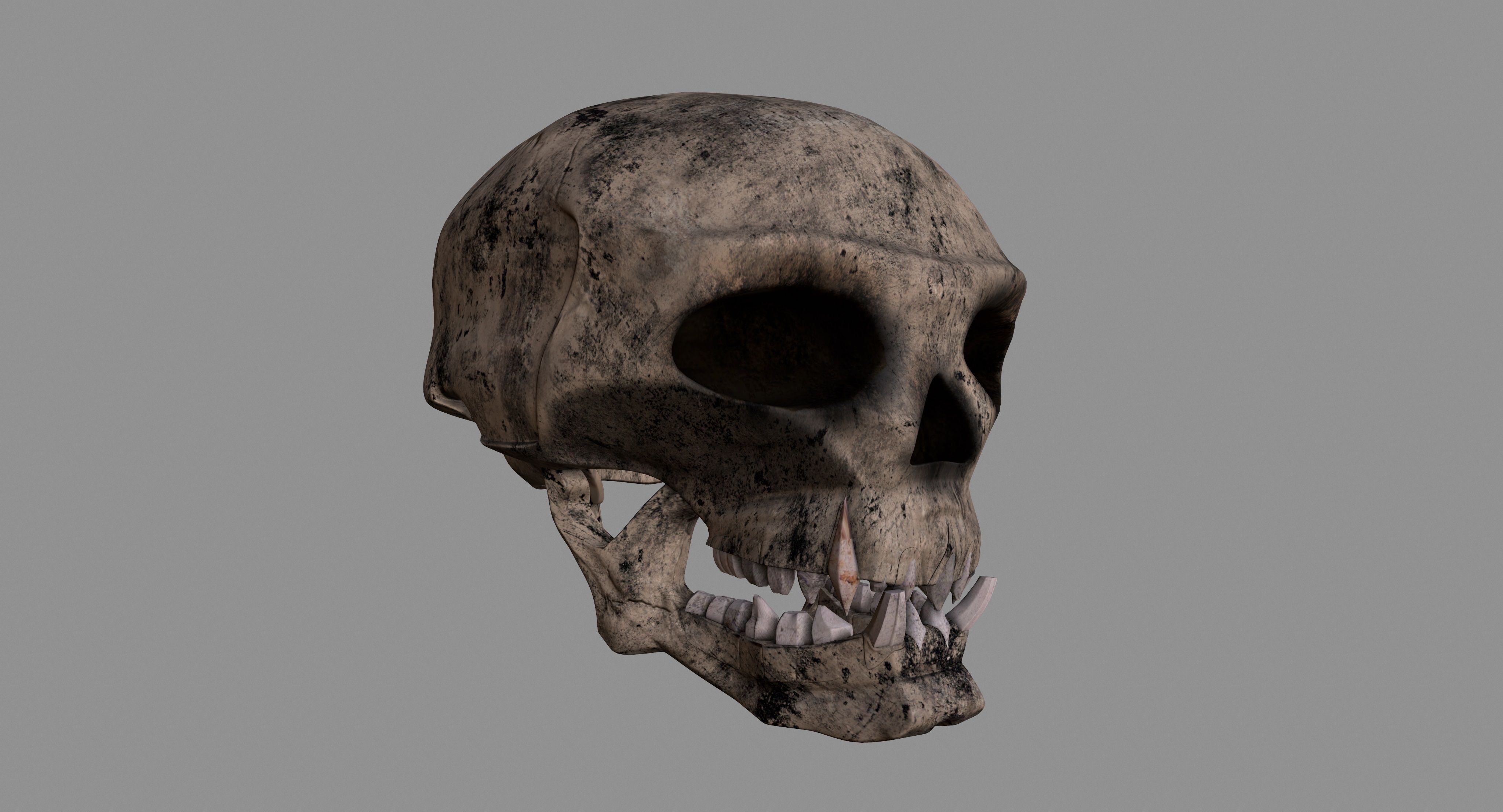 Skull human 3D model_8