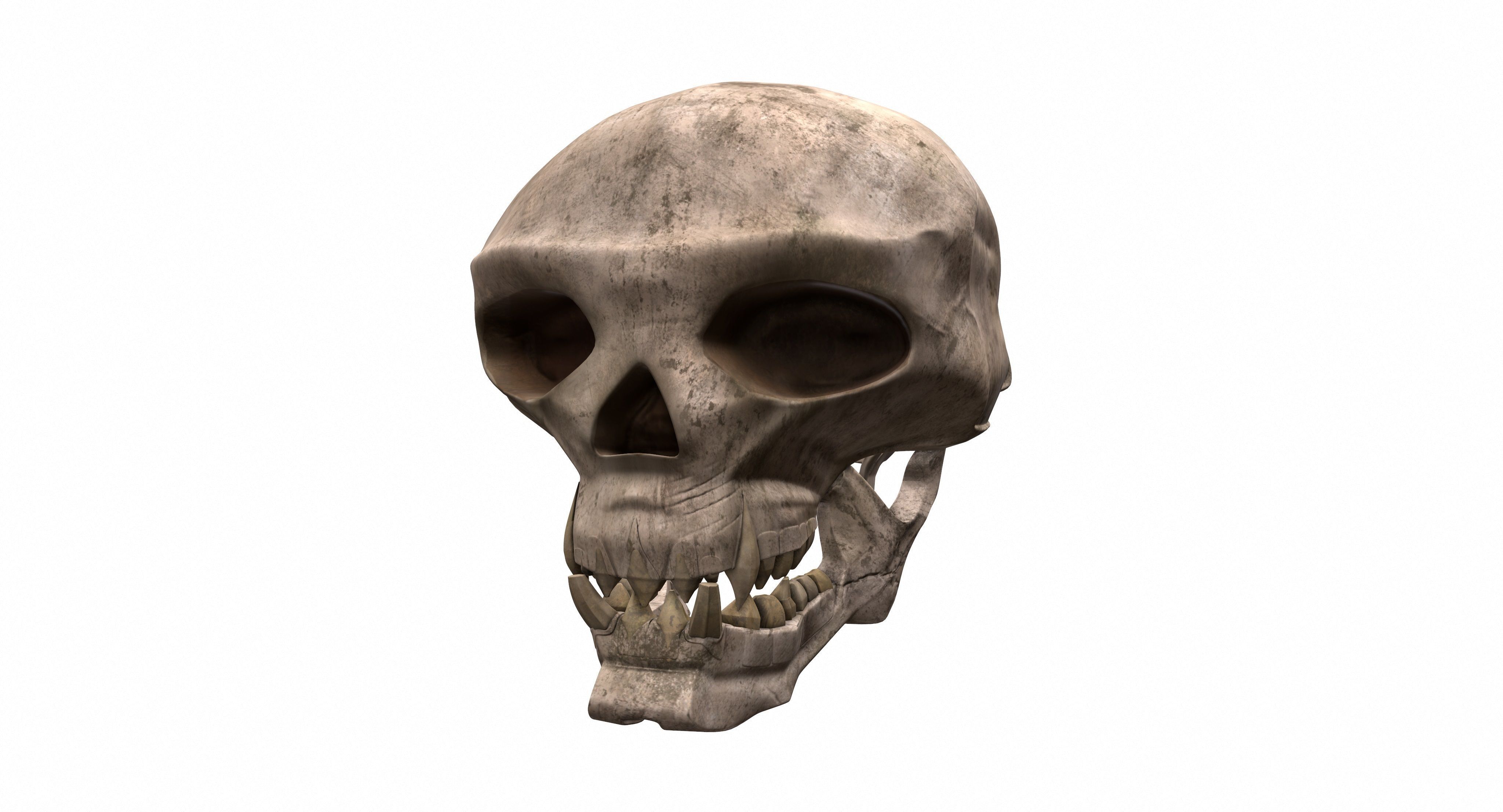 Skull human 3D model_4