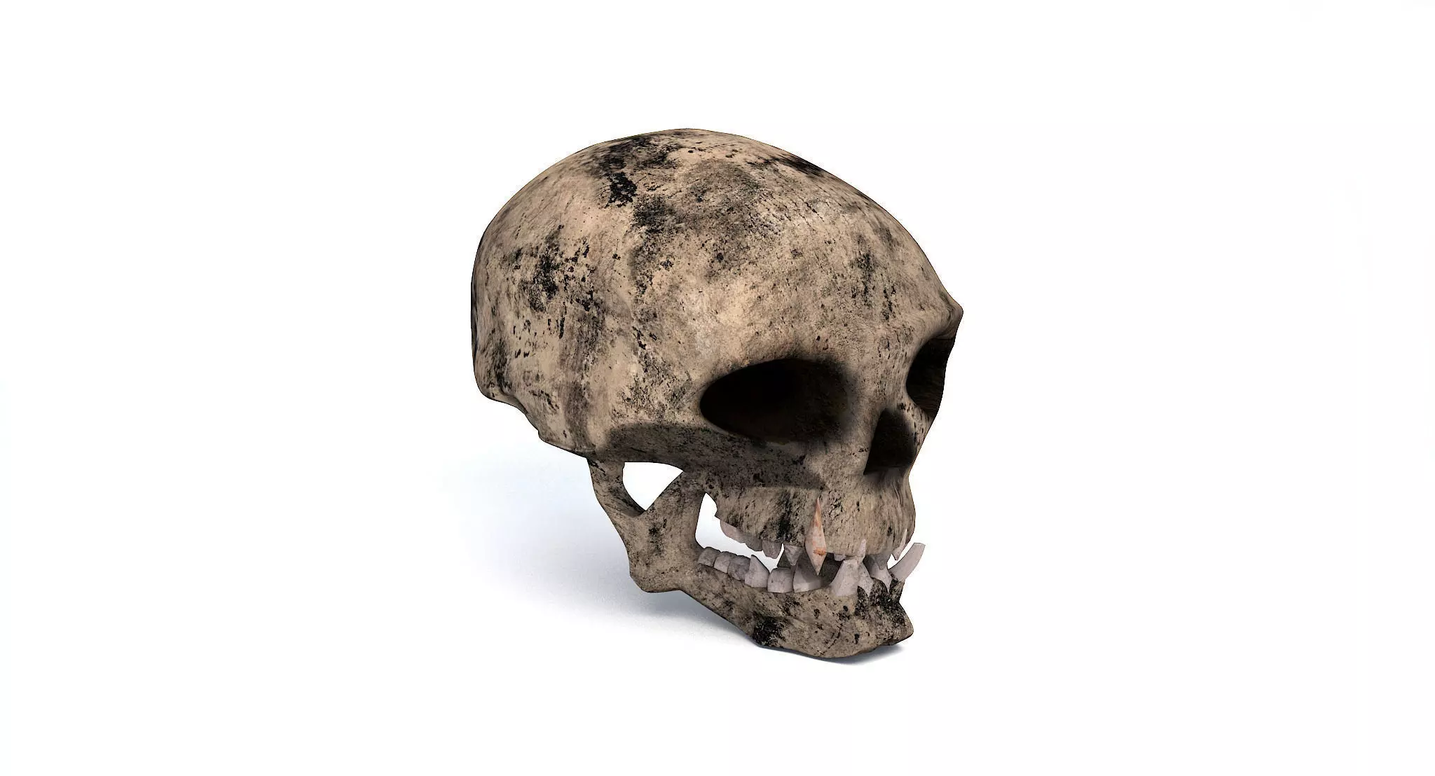 Skull human 3D model_0