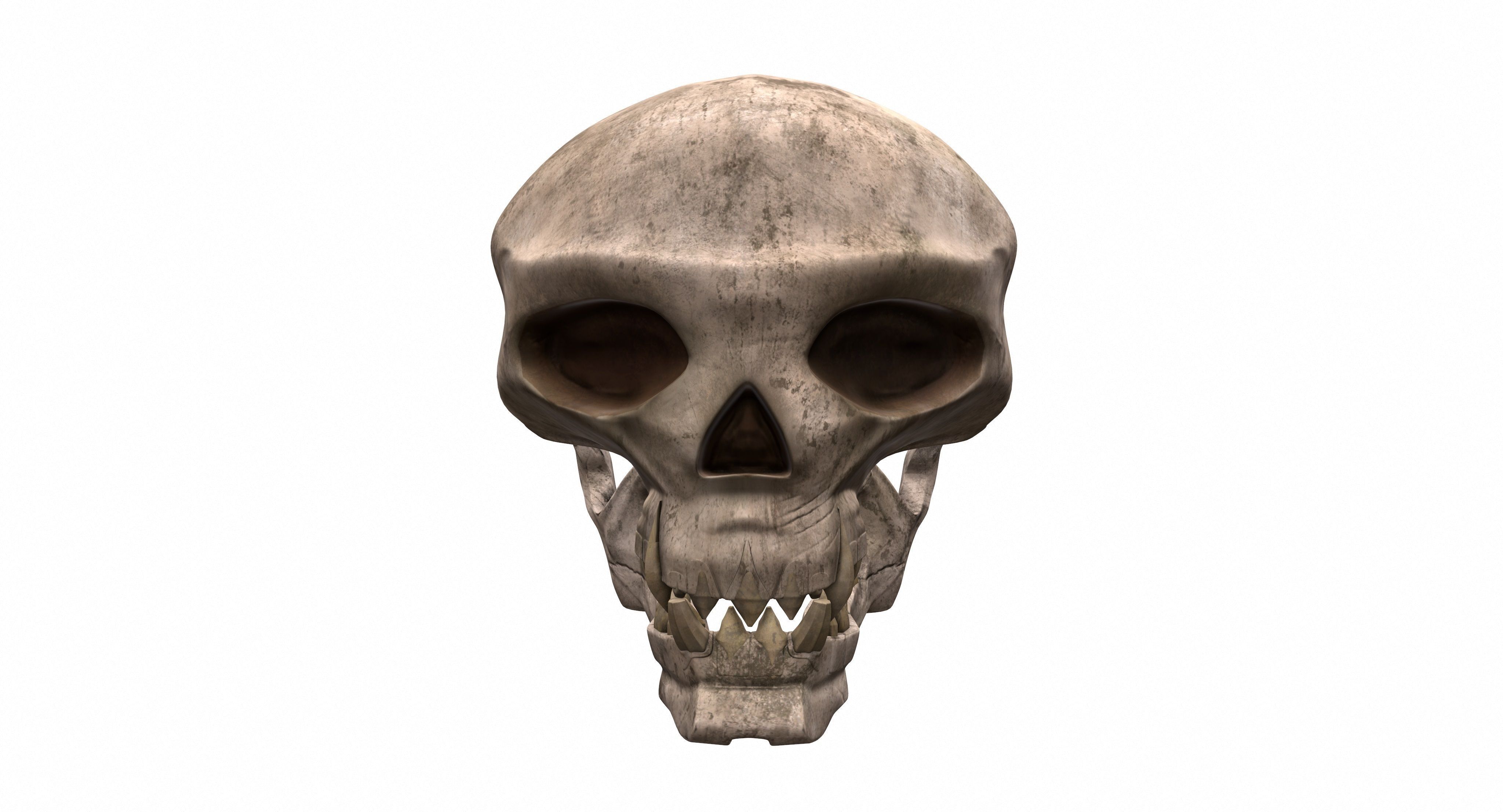Skull human 3D model_2