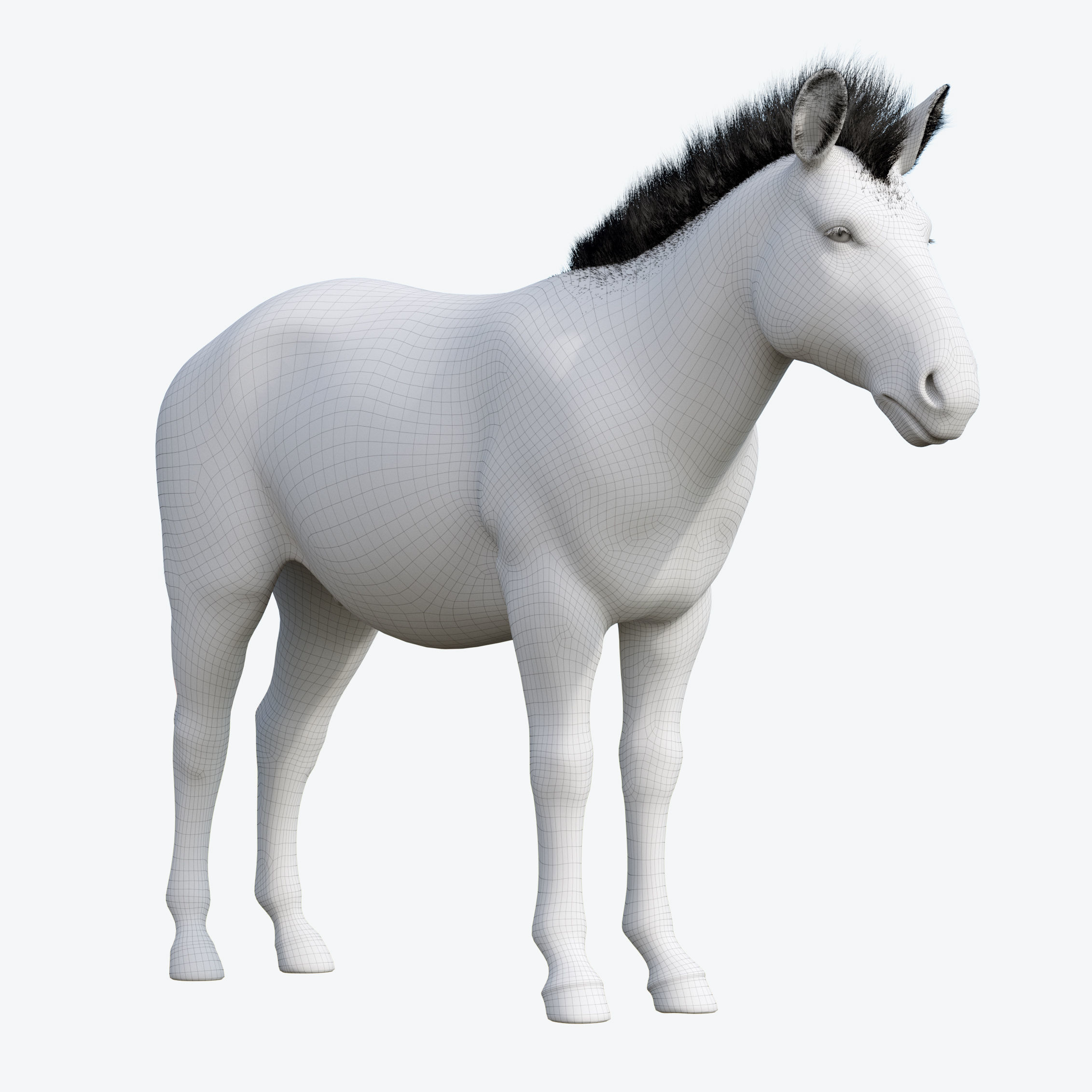 Zebra Low-poly 3D model_12