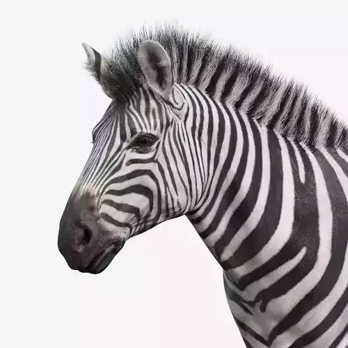 Zebra Low-poly 3D model