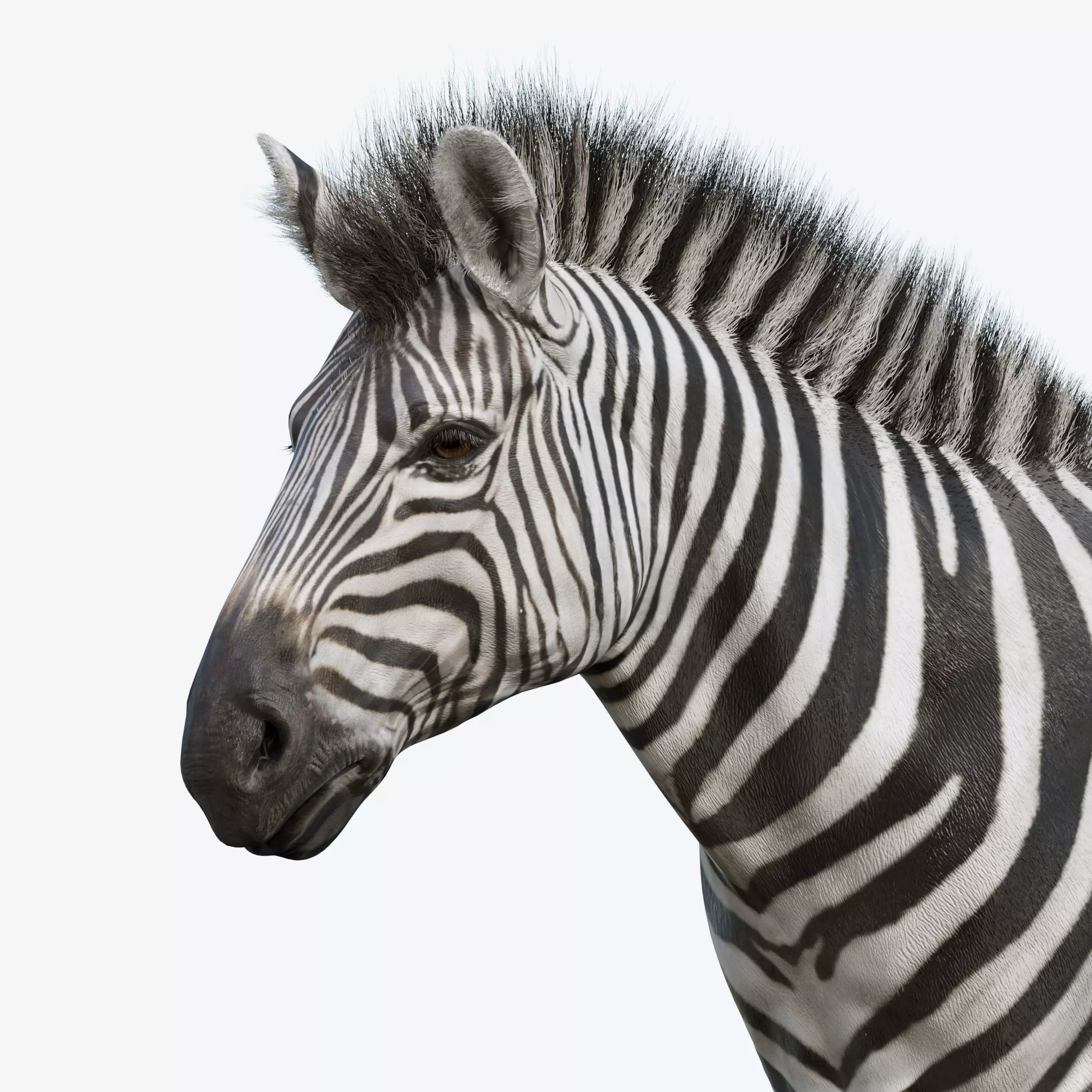 Zebra Low-poly 3D model_0