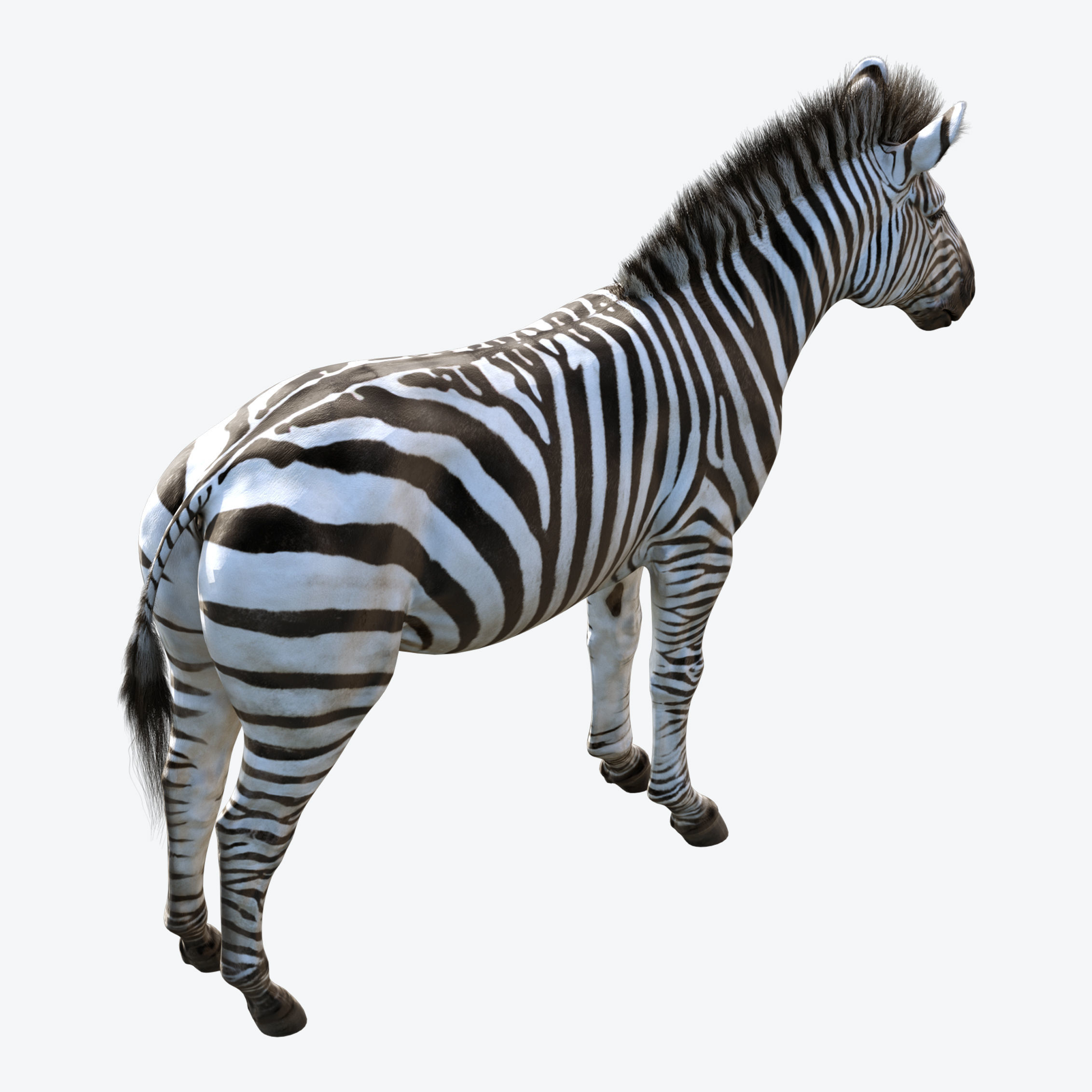 Zebra Low-poly 3D model_8