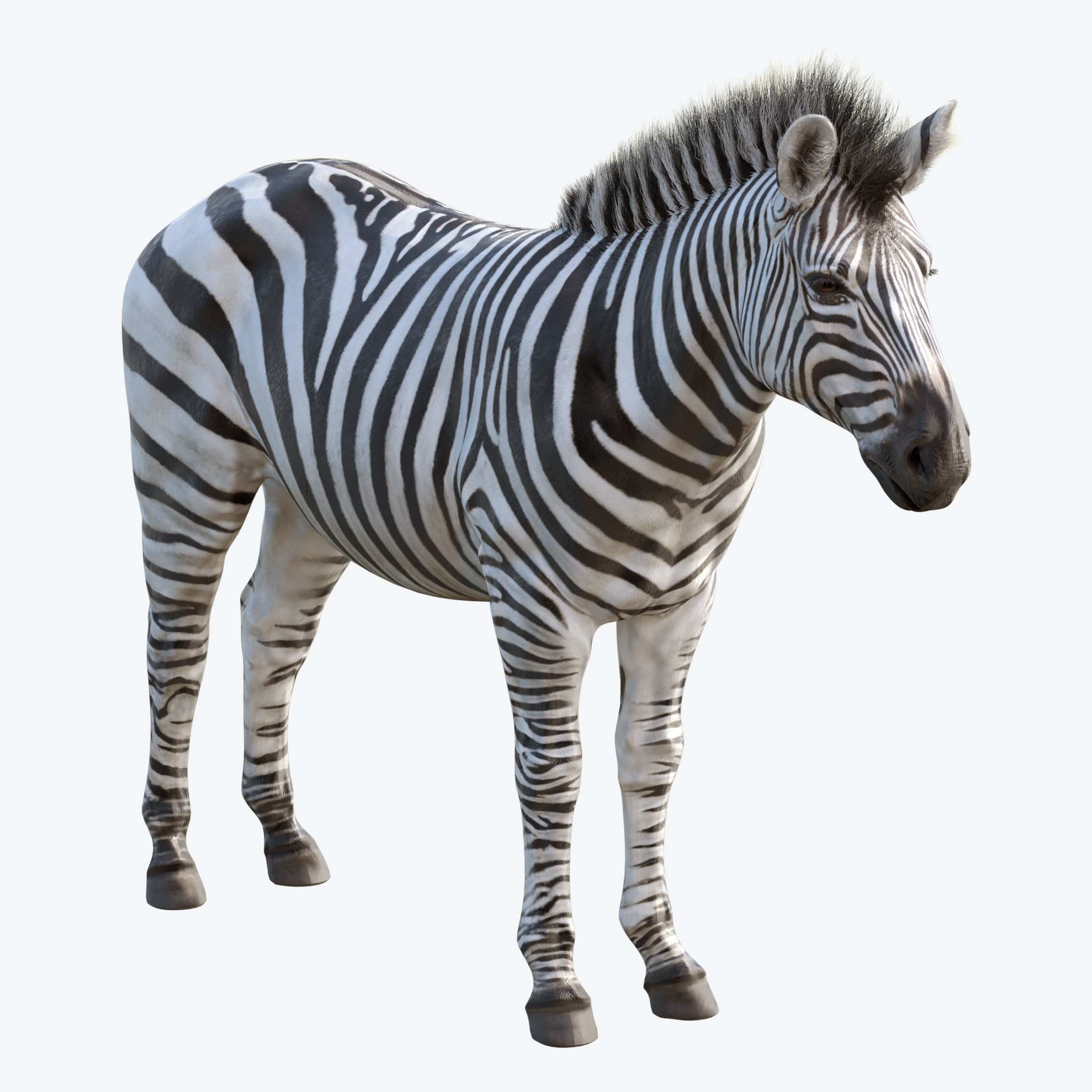 Zebra Low-poly 3D model_2