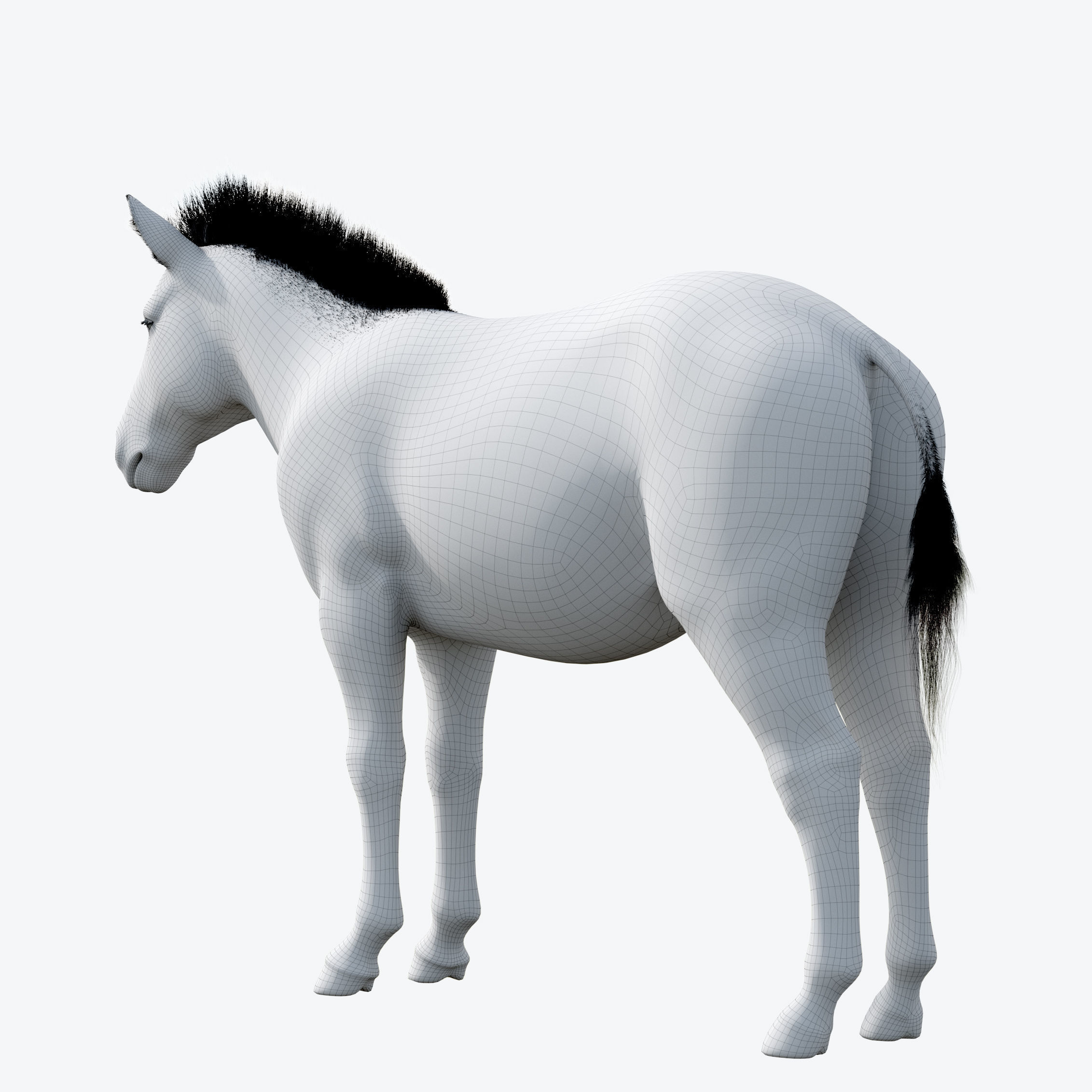 Zebra Low-poly 3D model_11