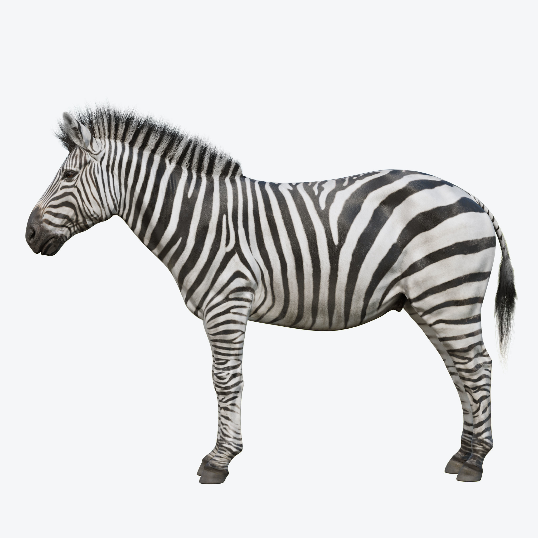 Zebra Low-poly 3D model_1