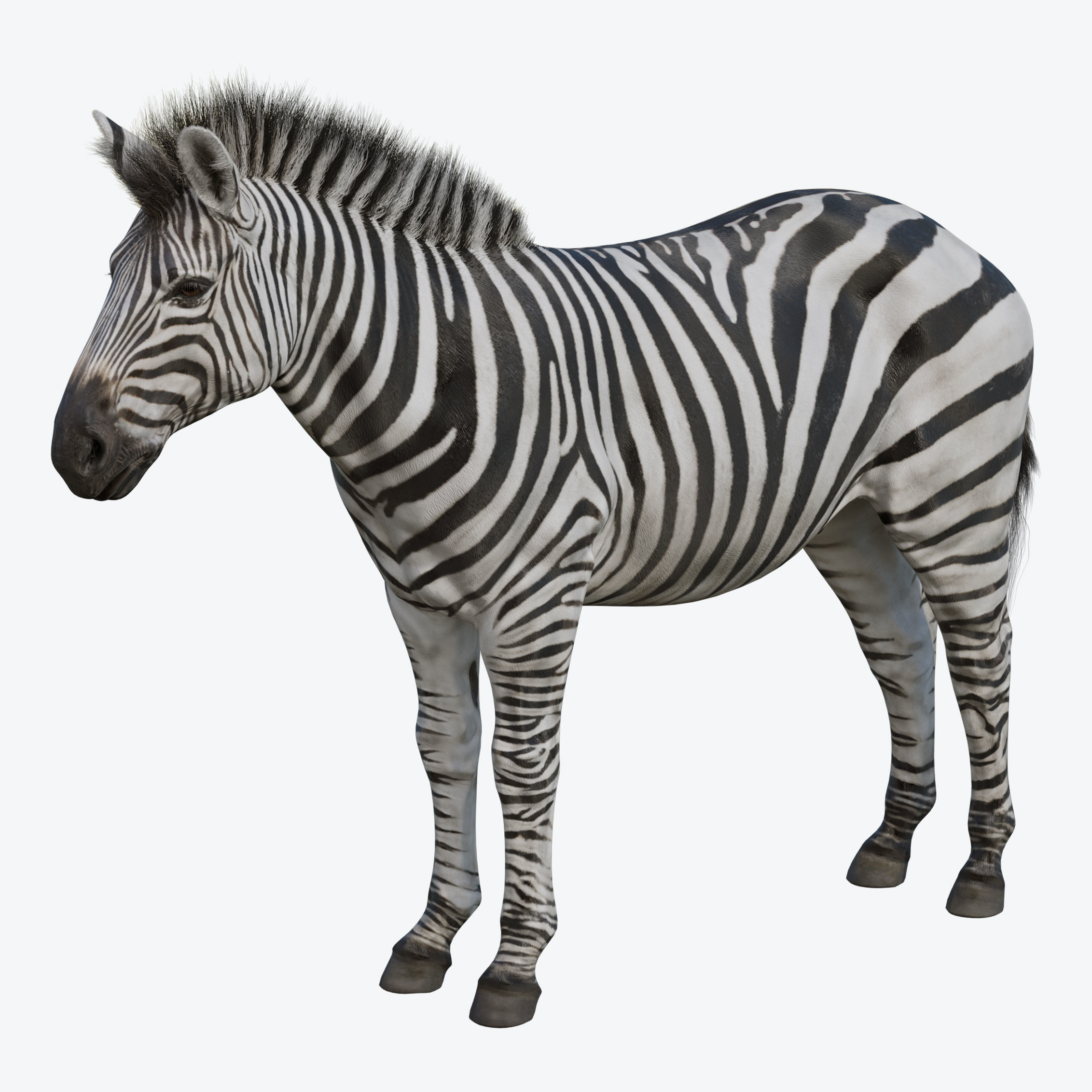 Zebra Low-poly 3D model_9