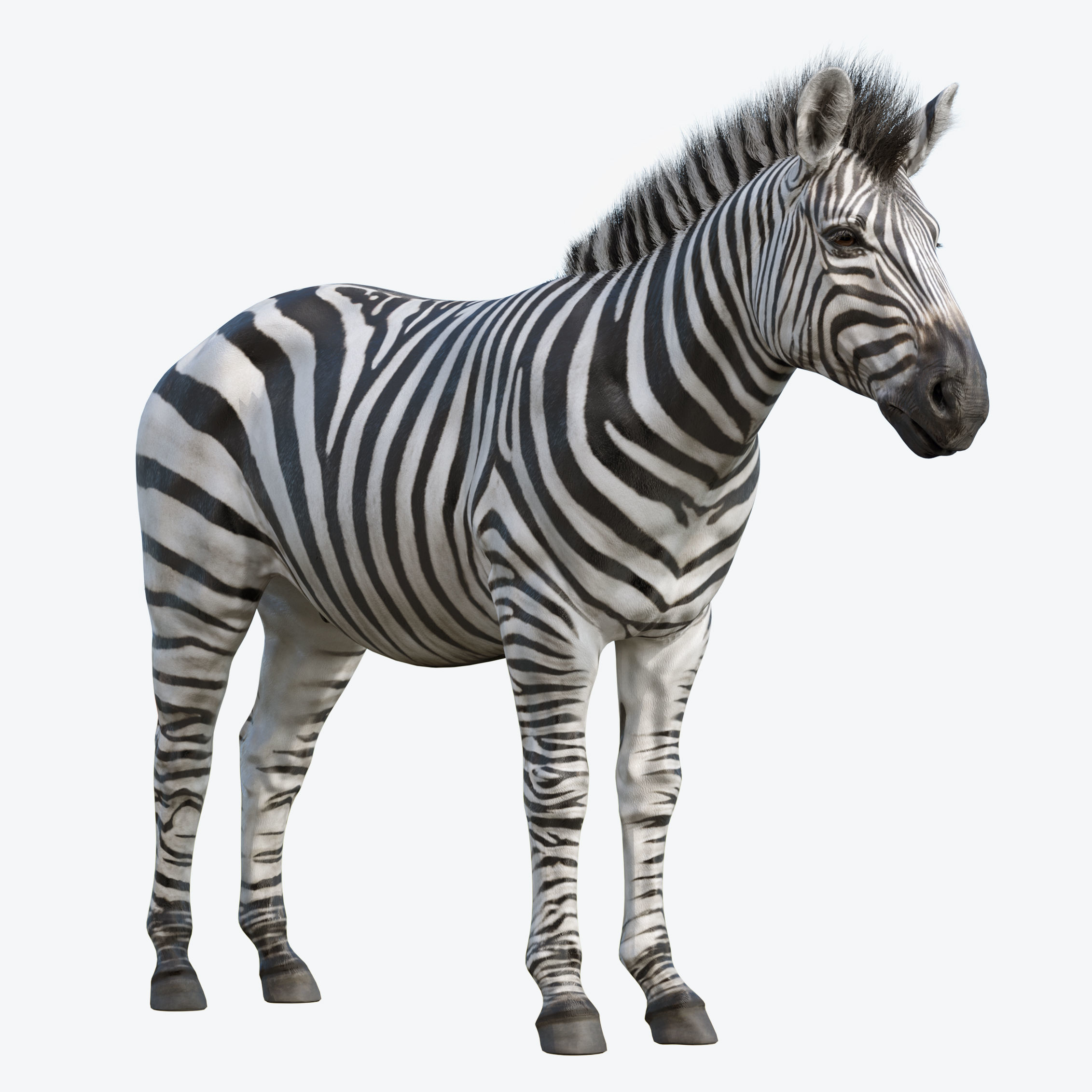 Zebra Low-poly 3D model_6