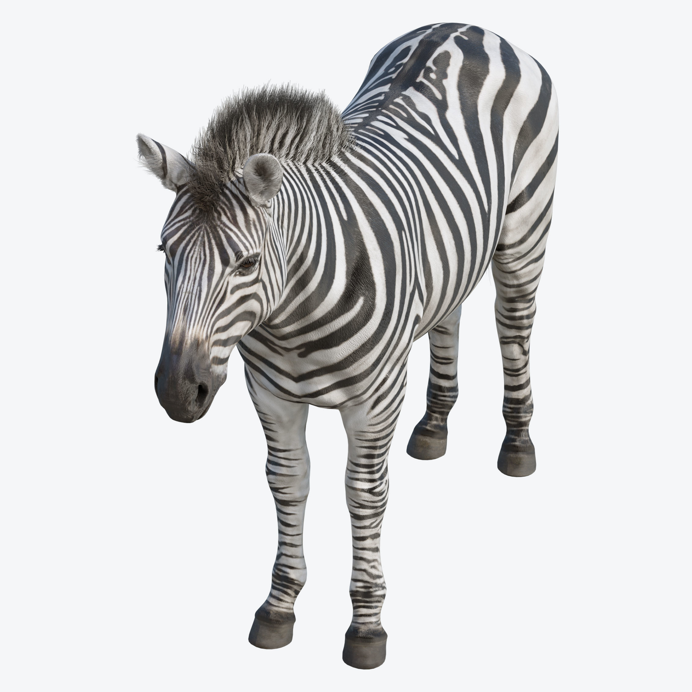 Zebra Low-poly 3D model_4