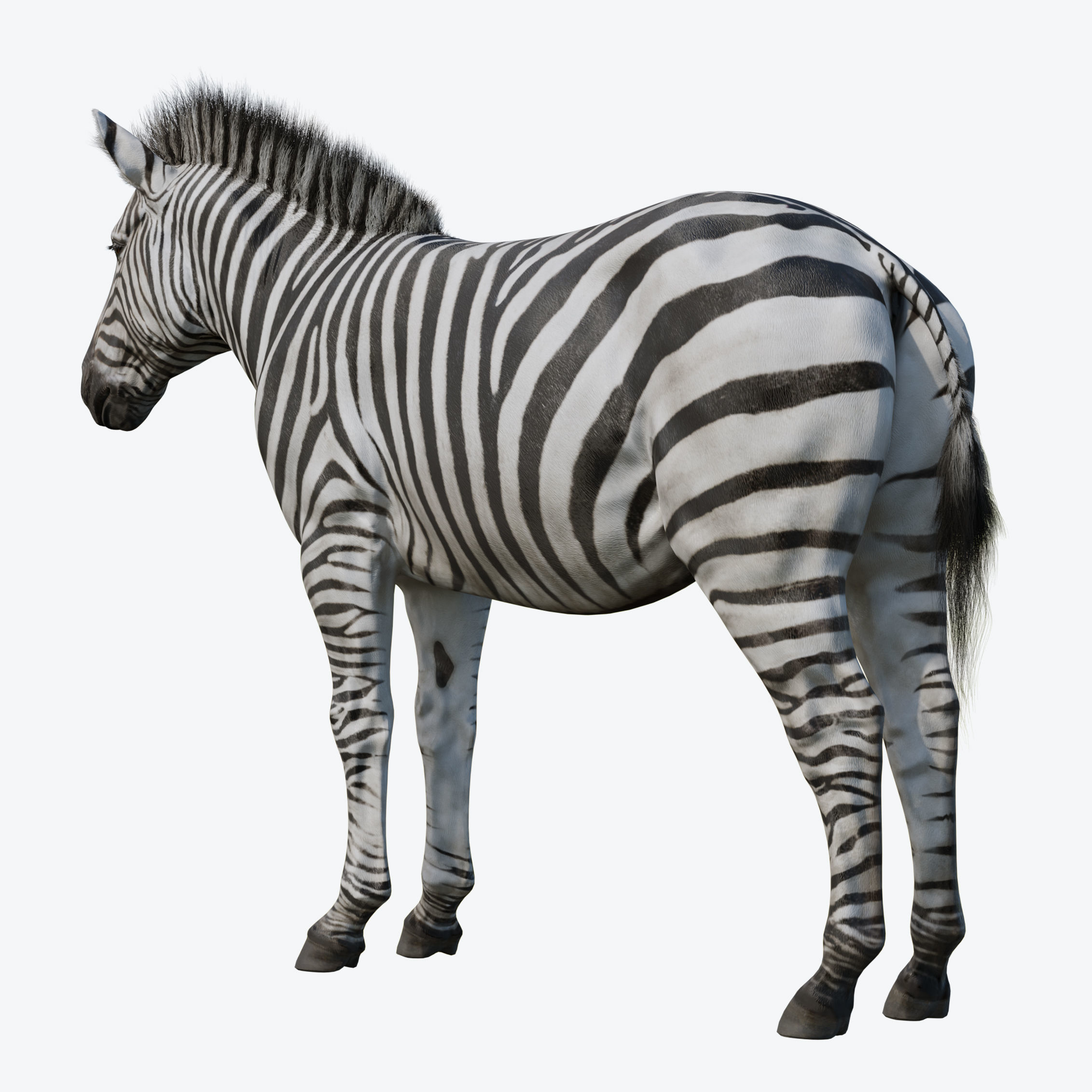 Zebra Low-poly 3D model_3