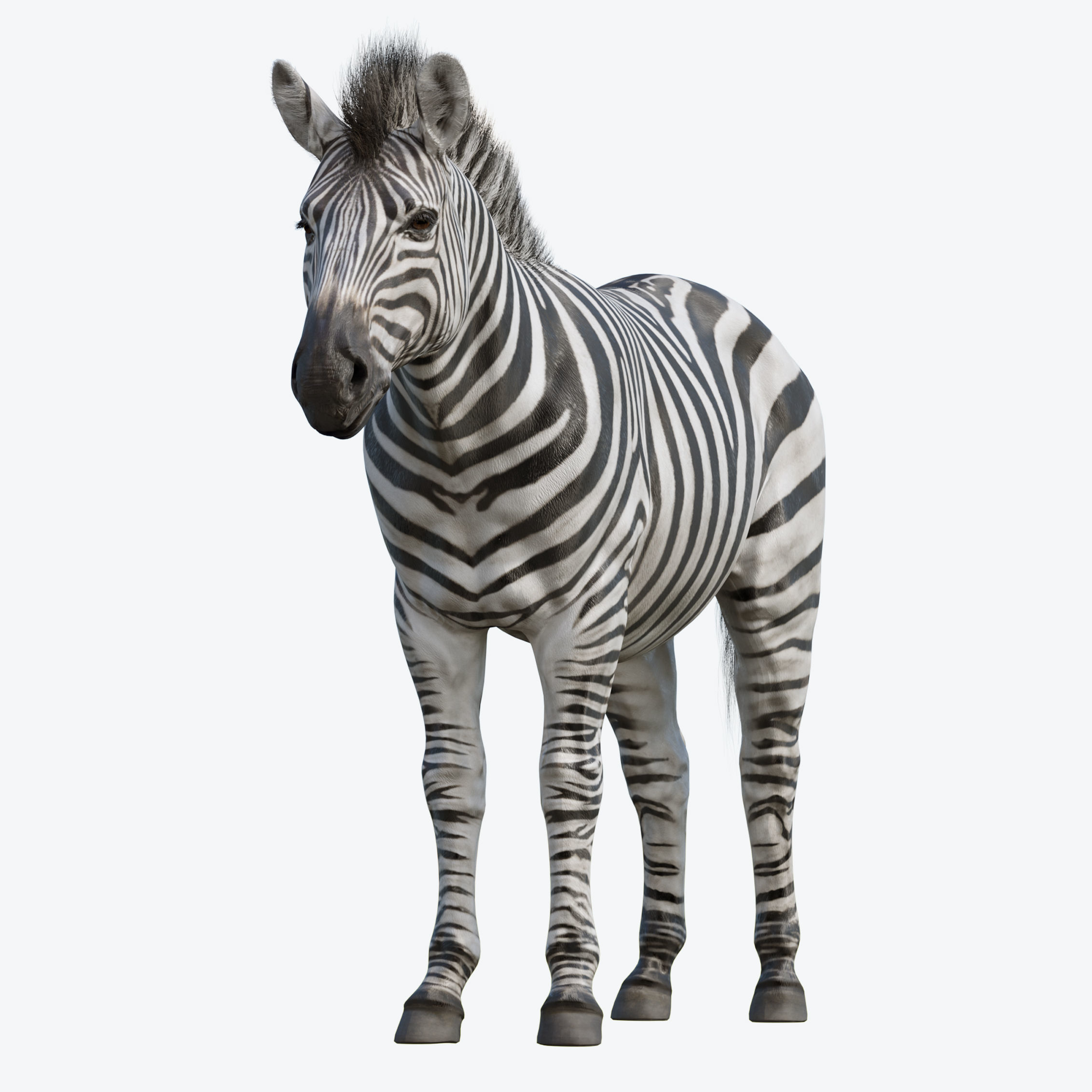 Zebra Low-poly 3D model_10