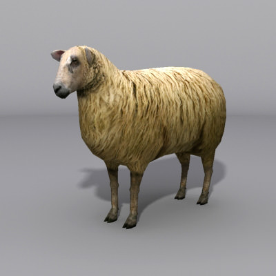 sheep Low-poly 3D model_1