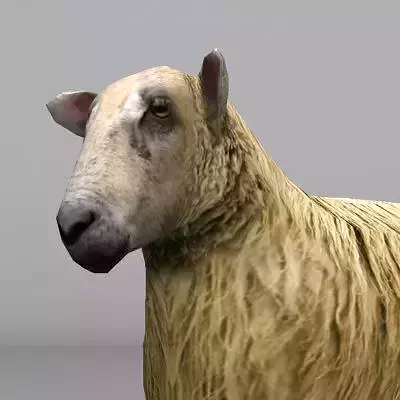 sheep Low-poly 3D model