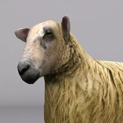 sheep Low-poly 3D model_0